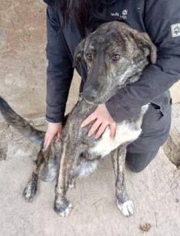 Pappi 63 cm - Alpenrod