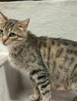 Tigermädchen Flia sucht ihre Familie - Margetshöchheim