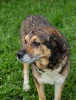 CASIMIR - ruhig, lieb und anhänglich - Overath