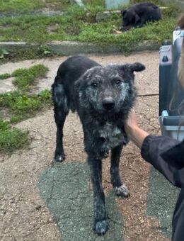 Rabbat - intelligenter Rüde - Hausen (Würzburg)