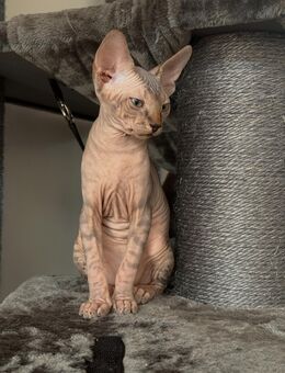 Canadian Sphynx kitten mit Stammbaum - Ulm