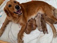 Golden Retriever Welpen - Schwelm