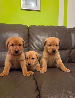 Reinrassige Labrador Welpen Foxred aus Hobbyzucht - Hünfeld (Konrad-Zuse-Stadt)
