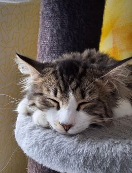 Norwegische Waldkatze - Treuchtlingen