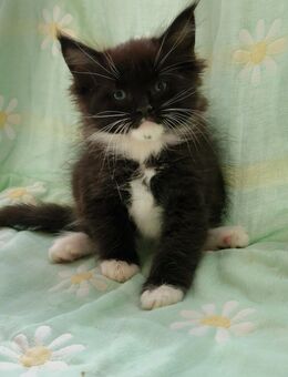 4 Kitten blue und schwarz wunderschöne Boys - Mainhardt