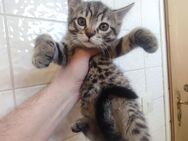 Katzen Weibchen - Saarbrücken
