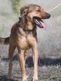 Cid, ein prima Kumpel - Brunstorf