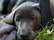 Reinrassige Labradorwelpenrüden der Arbeitslinie in charcoal - Wadersloh