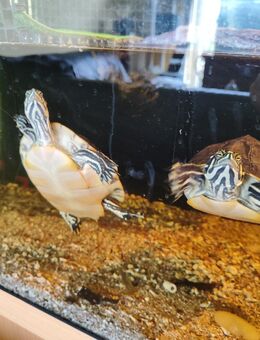 Peninsula Wasserschildkröten suchen neues Zuhause - Hamburg