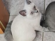 BKH Kitten Reinrassig - Wolfsburg