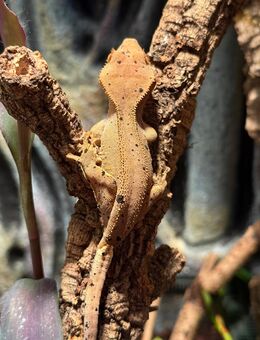 Kronengeckos Komplettpaket - Frankfurt (Main)