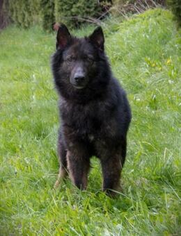 Toller Baron sucht seine Menschen - Duisburg