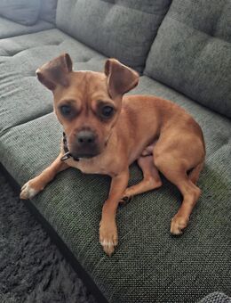 Liebevolles Zuhause für kleinen Mischlingsrüden gesucht – 3 Jahre, Chihuahua-Mix - Gelsenkirchen