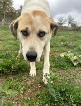 June eine sanfte Seele auf der Suche - Eixen