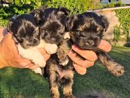 Drei zuckersüße Yorkshire Terrier weibchen suchen ein liebevolles Zuhause! - Pappenheim