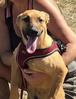 🌊 Abenteurer junger Zuma sucht dich 🐾 - Eislingen (Fils)