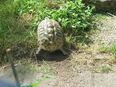 Griechische Landschildkröte in 85435