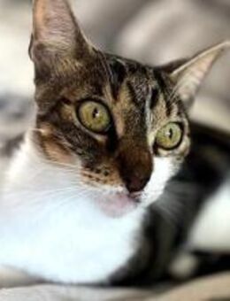 MIA Traumkatze sucht Traum-Zuhause - Bad Camberg