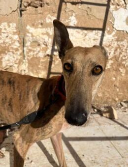 ❤ Cava braun gestromte Galga❤ - Rehlingen-Siersburg