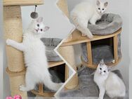 Reinrassige Ragdoll Kitten mit Ahnentafel - Wangerland