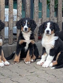Bernersennenwelpen - Hilbersdorf