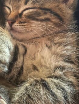 Maine Coon mix kittenMaine Coon - Wächtersbach