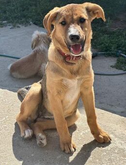 Junghündin Bambi sucht ihr Glück - Rambin