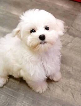 Bischon maltese toy - Georgsmarienhütte