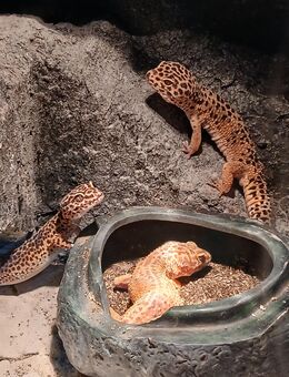 Leopardengecko , Babys - Marl (Nordrhein-Westfalen)