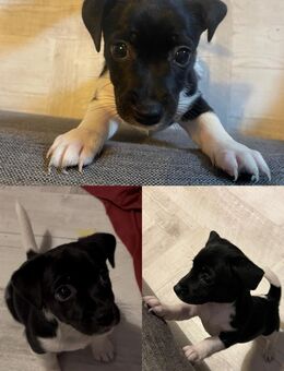 Jack Russell Terrier Welpe - Leipzig