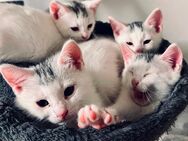 Siam- Mix Kitten