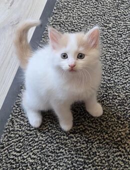 Seltene Reinrassige Türkisch Van m. Stammbaum, 2 Katerchen suchen noch.... - Altenkunstadt
