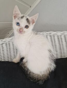 Zwei Kitten suchen noch ihr Zuhause - Rees
