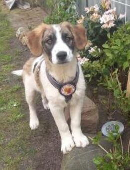 Büebli - Wer schenkt ihm ein Zuhause? - München