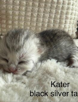 BKH Kitten - Stahlhofen (Wiesensee)