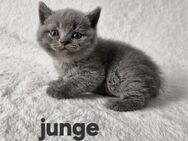 Bkh kitten abgabebereit - Düsseldorf