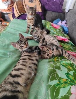 Europäische Kurzhaar Katzen zu verkaufen 90 Euro pro katze - Lich