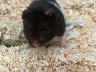 Goldhamster wartet auf Traumzuhause - Hamburg