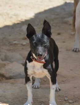 Ying - Zuhause gesucht - Duisburg