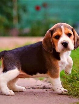 kräftige und verspielte reinrassige Beagle Welpen Rüden suchen ab 03.10.25 ein liebes zu Hause. - Ebeleben