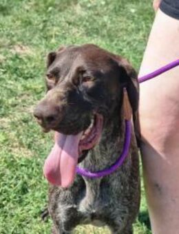 Mendi wartet auf ihre Menschen - Nordwalde