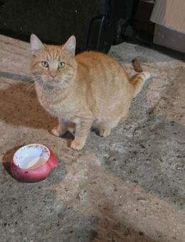Garfield wartet auf sein großes Glück❤️ - Freilassing