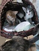 süße Katzenbabys suchen ein zu Hause in 72131