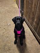 Süßes Labymädchen sucht ein neues Zuhause in 72475
