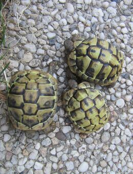 Griechische Landschildkröte Testudo hermanii Nachzucht 2018 / 2022 - Schildkröte - Bessenbach