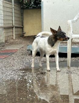 Von Tierschützern gerettet: Süße BONNIE - Büdingen