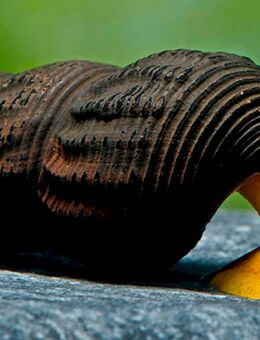 Aquarium Schnecke; Orangene Felsenschnecke (Orange Tylomelania) *TOP* - Erftstadt
