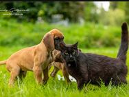 Deutsche Dogge Welpen eine geströmte Hündin - Stammbach