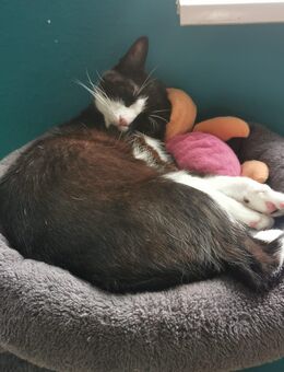 Neues Zuhause gesucht - Oberhausen