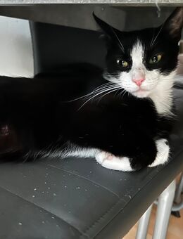 2 Babykatzen abgabebereit ab August - Warendorf